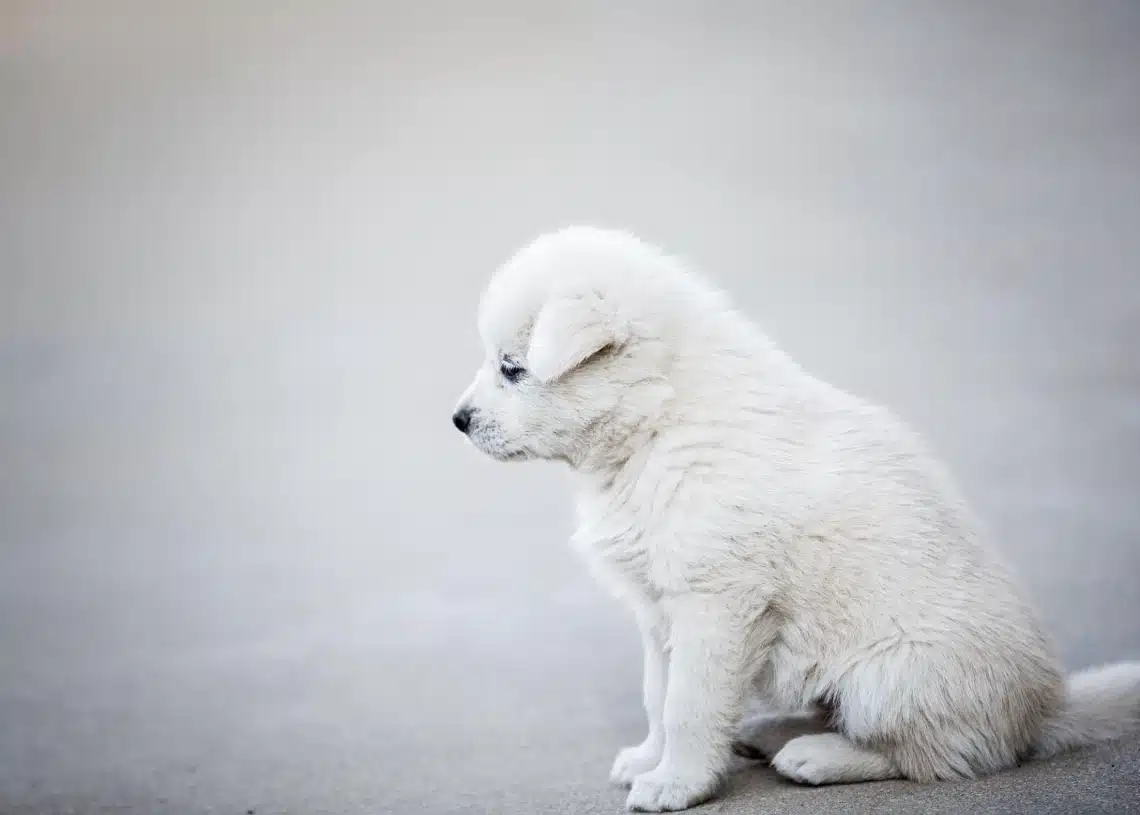 hundehvalp sidder i ensomhed på strand